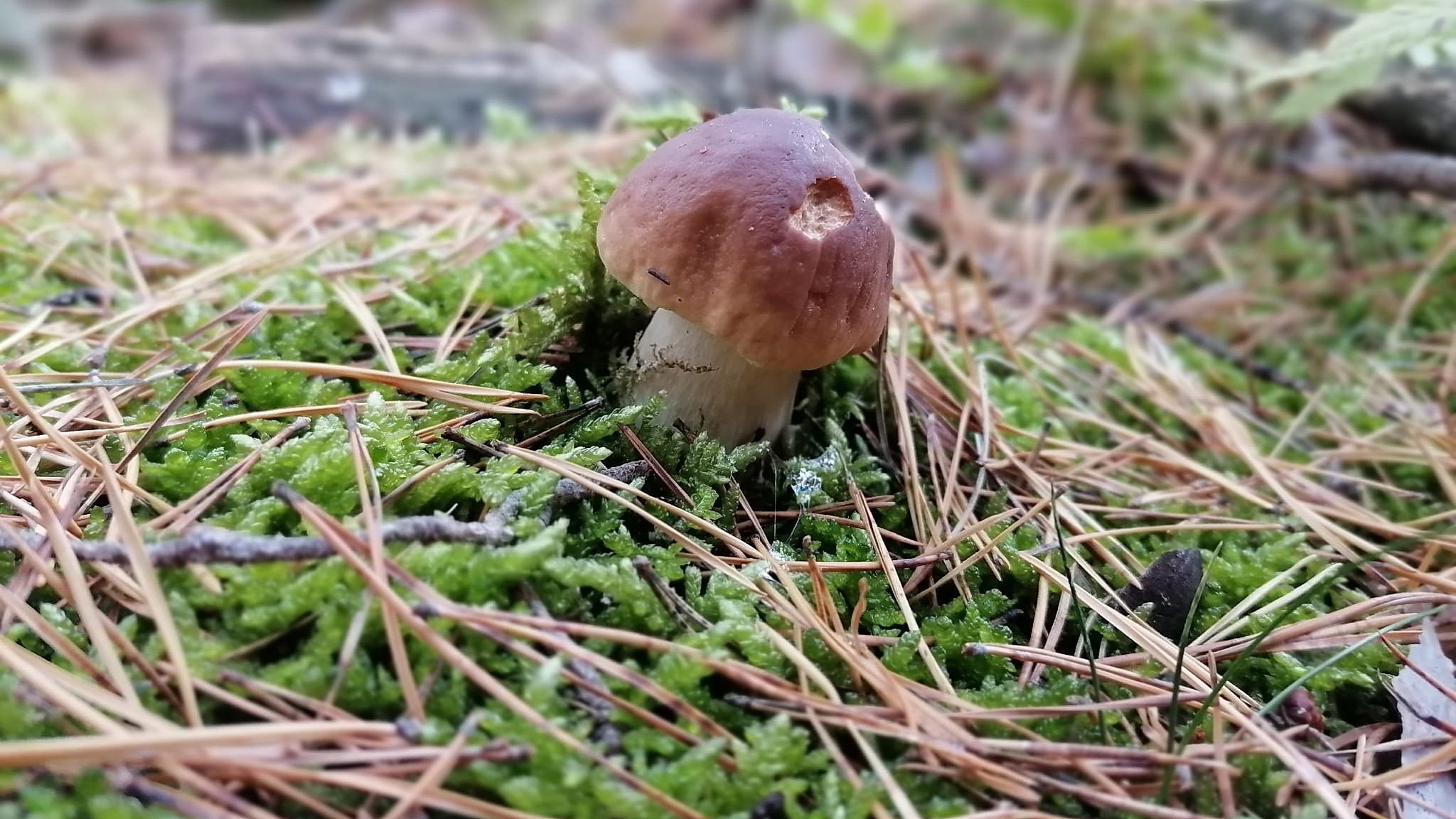 Steinpilz