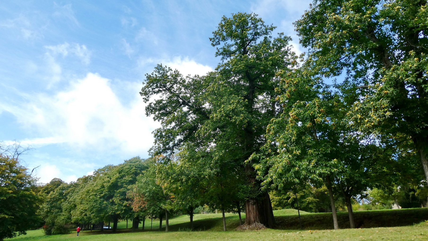 2021_Herbst-Marone_01.JPG
