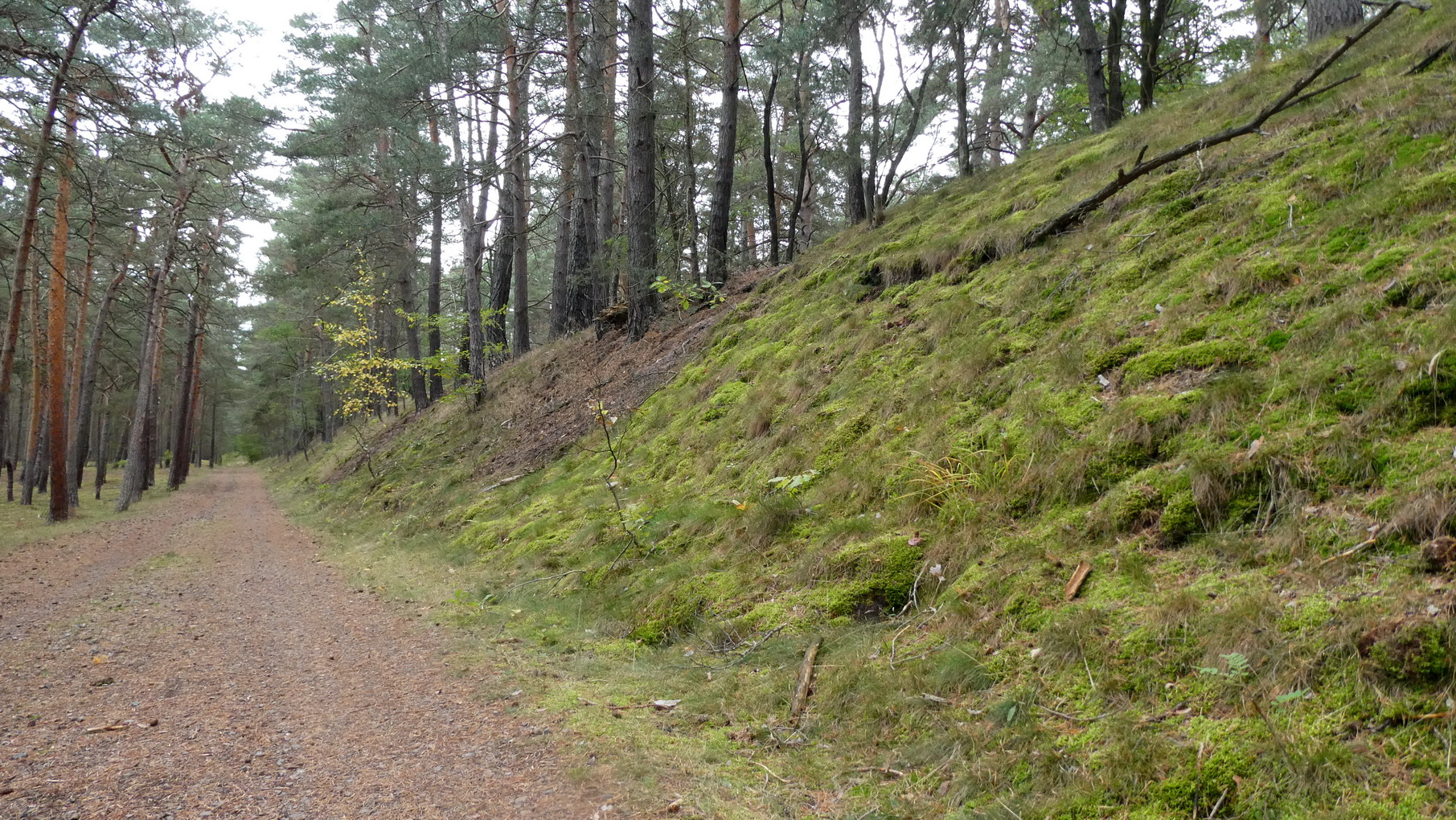 2021_10_Herbst--Pilze_11.JPG