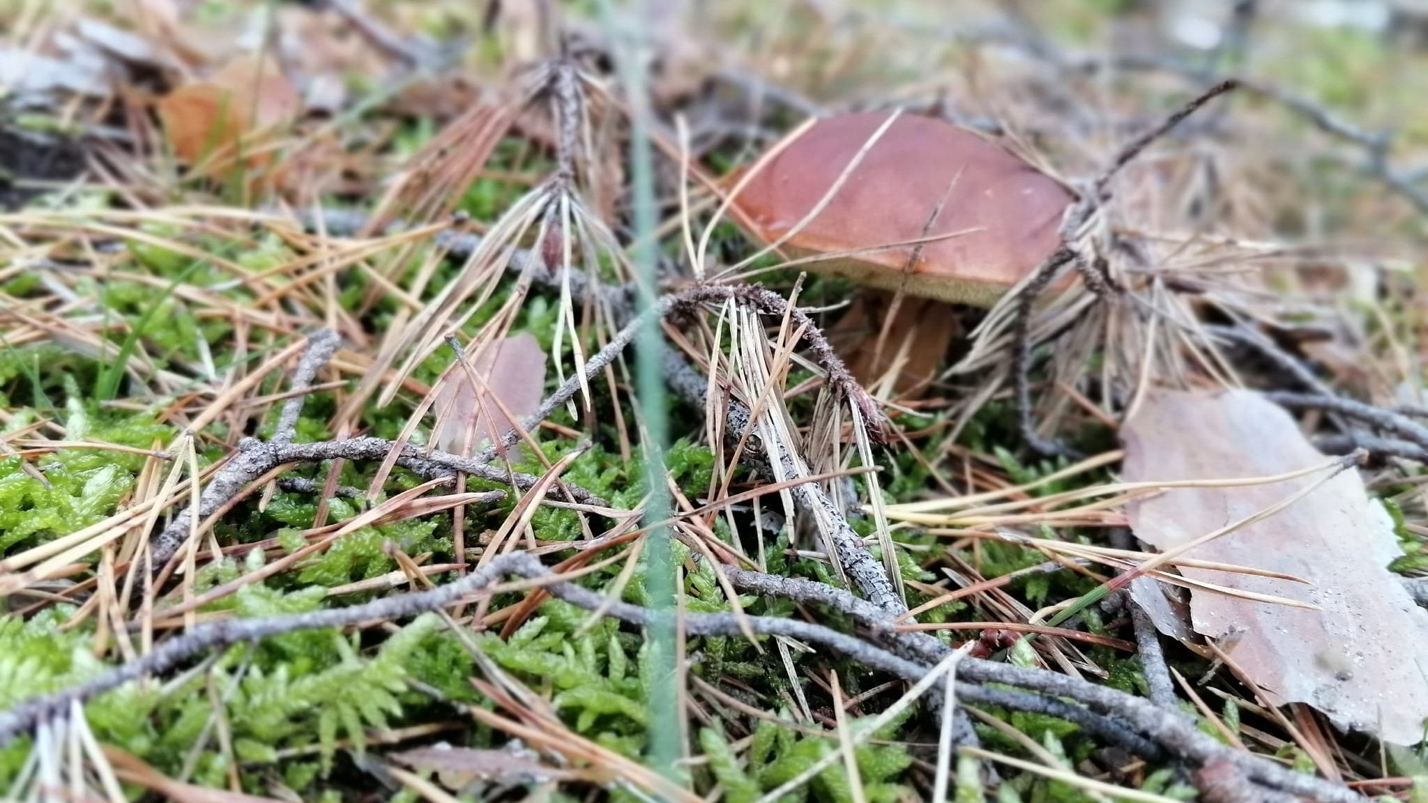 2021_10_Herbst--Pilze_04.jpg