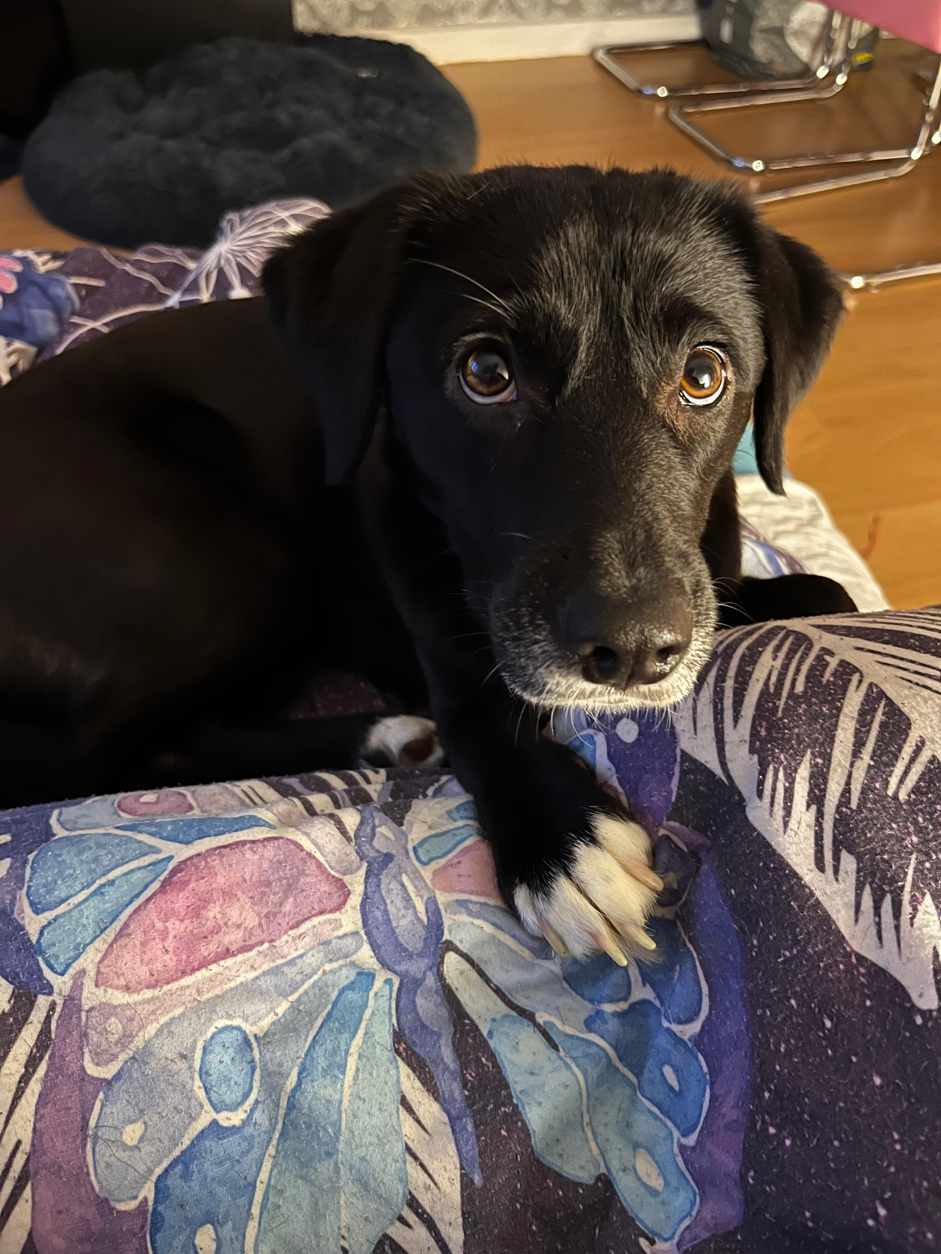 Ein schwarze Hündin guckt mit großen Baunen Augen in die Kamera