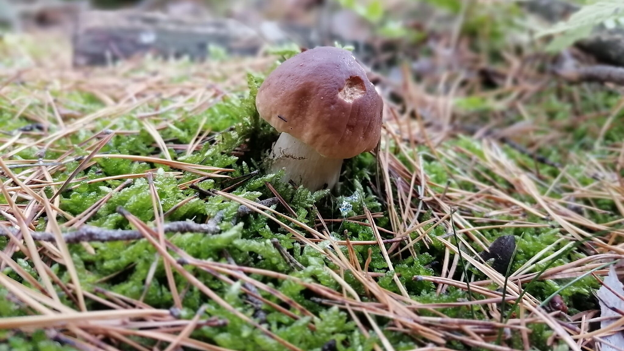 Steinpilz