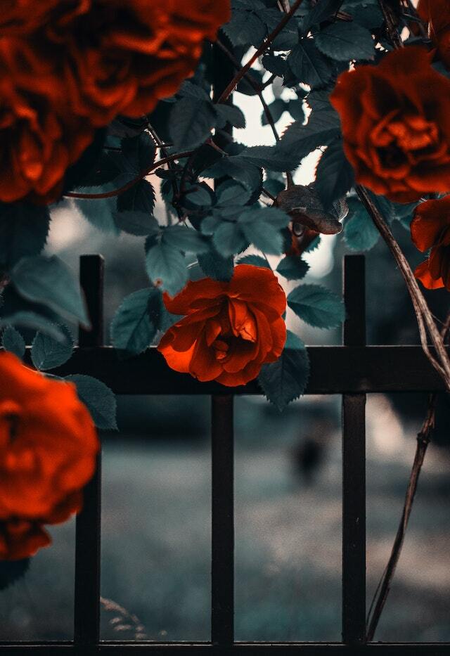 pexels-media-1187078-1675372548204.jpeg